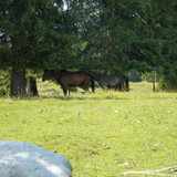 Horse At The Wilderness