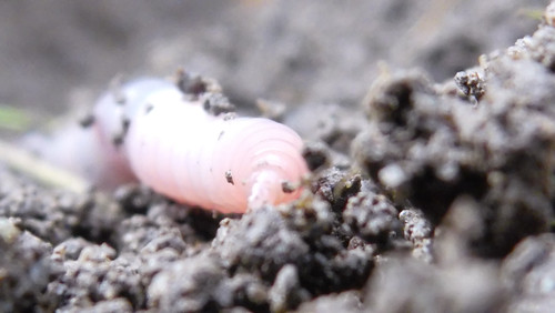 Rainworm; Publicdomain; Cc0; Freeimage;.jpg