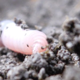 Rainworm; Publicdomain; Cc0; Freeimage;