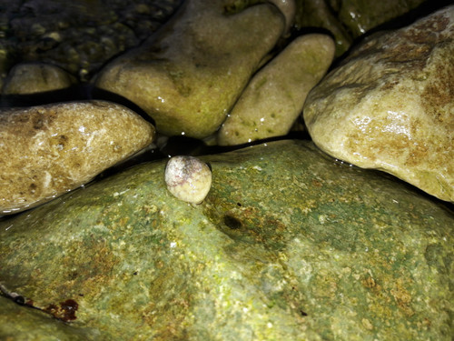 Waters And Shells Of The Sea.jpg