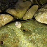 Waters And Shells Of The Sea