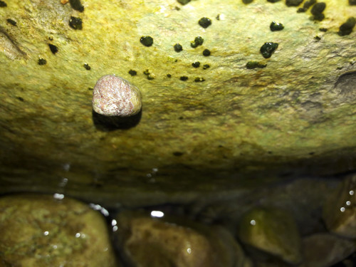 Waters And Shells Of The Sea.jpg