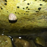 Waters And Shells Of The Sea