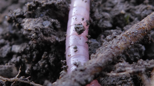 Rainworm; Publicdomain; Cc0; Freeimage;.jpg