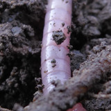 Rainworm; Publicdomain; Cc0; Freeimage;