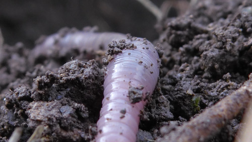 Rainworm; Publicdomain; Cc0; Freeimage;.jpg