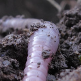 Rainworm; Publicdomain; Cc0; Freeimage;