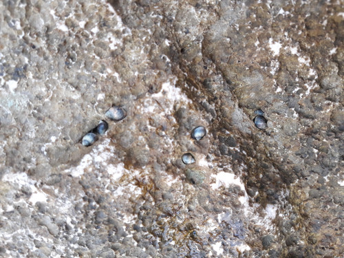 Waters And Shells Of The Sea.jpg