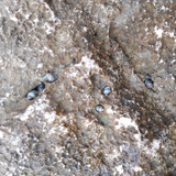 Waters And Shells Of The Sea