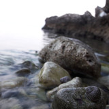 Waters And Shells Of The Sea