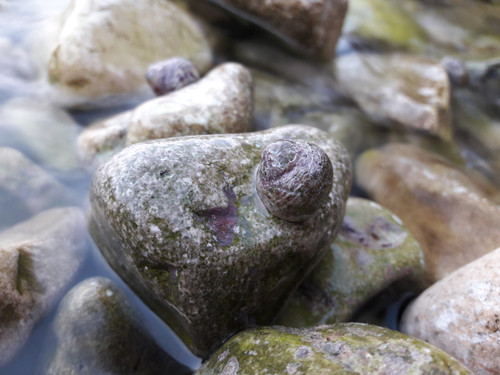 Waters And Shells Of The Sea.jpg