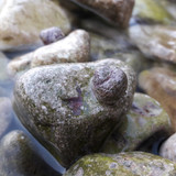 Waters And Shells Of The Sea