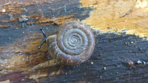 Fauna Snails Gastropod Publicdomain (76).jpg