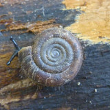 Fauna Snails Gastropod Publicdomain (76)