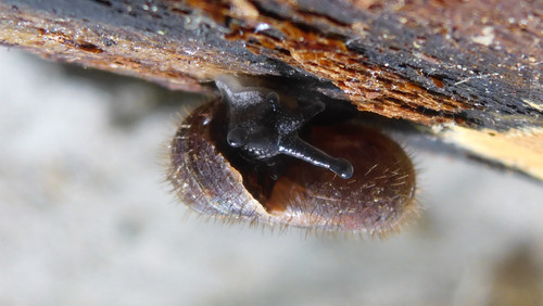 Fauna Snails Gastropod Publicdomain (82).jpg
