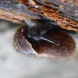 Fauna Snails Gastropod Publicdomain (82)