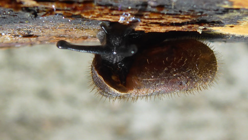 Fauna Snails Gastropod Publicdomain (83).jpg