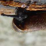 Fauna Snails Gastropod Publicdomain (83)