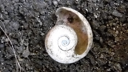 Fauna Snails Gastropod Publicdomain (73).jpg