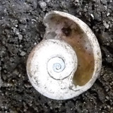 Fauna Snails Gastropod Publicdomain (73)