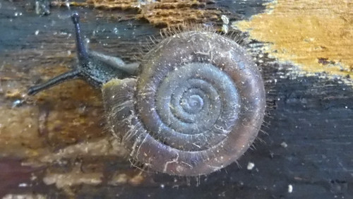 Fauna Snails Gastropod Publicdomain (81).jpg