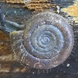 Fauna Snails Gastropod Publicdomain (81)