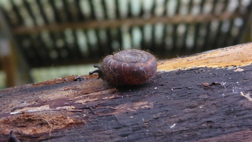 Fauna Snails Gastropod Publicdomain (77).jpg