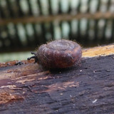Fauna Snails Gastropod Publicdomain (77)