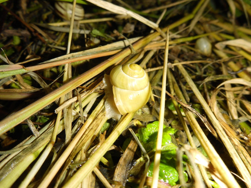 Fauna Snails Gastropod Publicdomain (68).jpg
