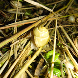 Fauna Snails Gastropod Publicdomain (68)
