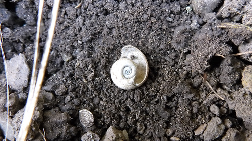 Fauna Snails Gastropod Publicdomain (71).jpg