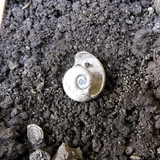 Fauna Snails Gastropod Publicdomain (71)