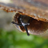 Fauna Snails Gastropod Publicdomain (85)