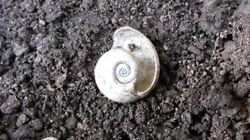 Fauna Snails Gastropod Publicdomain (72).jpg