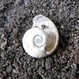 Fauna Snails Gastropod Publicdomain (72)