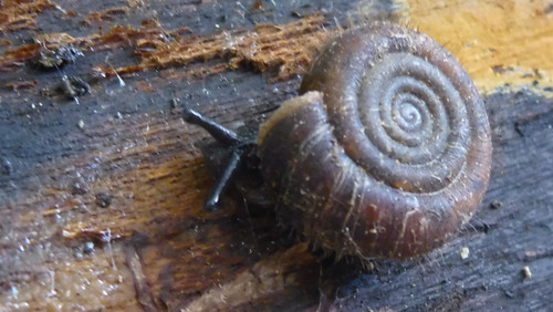 Fauna Snails Gastropod Publicdomain (79).jpg