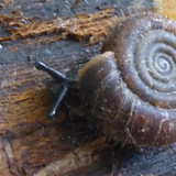 Fauna Snails Gastropod Publicdomain (79)