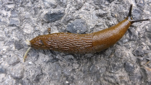 Fauna Snails Gastropod Publicdomain (74).jpg