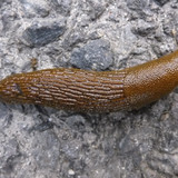 Fauna Snails Gastropod Publicdomain (74)