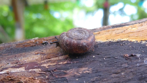 Fauna Snails Gastropod Publicdomain (78).jpg