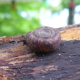 Fauna Snails Gastropod Publicdomain (78)