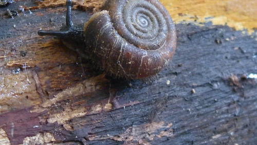 Fauna Snails Gastropod Publicdomain (80).jpg
