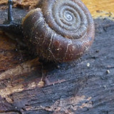 Fauna Snails Gastropod Publicdomain (80)