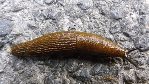 Fauna Snails Gastropod Publicdomain (75).jpg