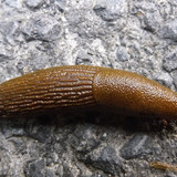 Fauna Snails Gastropod Publicdomain (75)