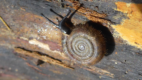 Fauna Snails Gastropod Publicdomain (87).jpg