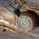 Fauna Snails Gastropod Publicdomain (87)