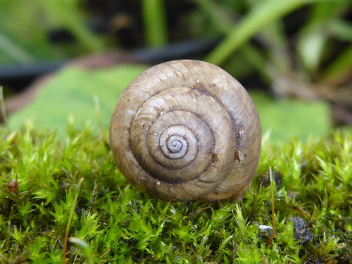 Fauna Snails Gastropod Publicdomain (69).jpg