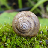 Fauna Snails Gastropod Publicdomain (69)