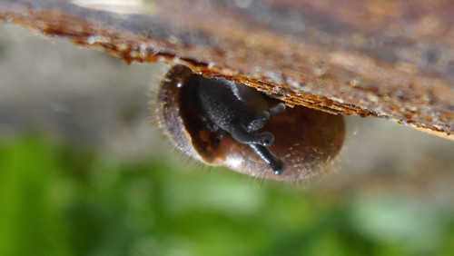 Fauna Snails Gastropod Publicdomain (84).jpg